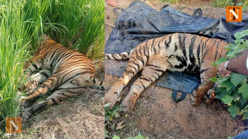 Tiger Found Dead in Paddy Field Near Nagpur, Investigation Underway